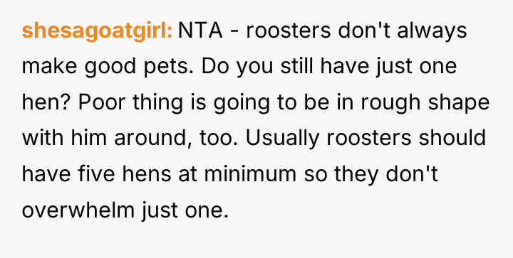 shesagoatgirl NTA - roosters don't always make good pets. Do...