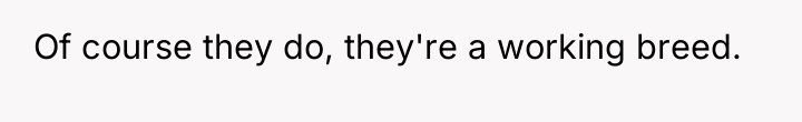 Of course they do, they're a working breed.