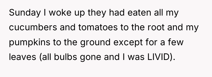 Sunday I woke up they had eaten all my cucumbers...