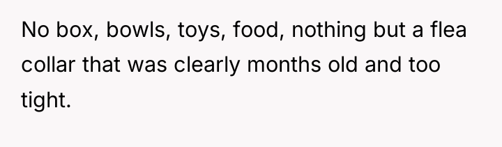 No box, bowls, toys, food, nothing but a flea collar...