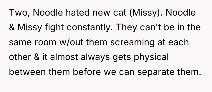 Two, Noodle hated new cat (Missy). Noodle & Missy fight...