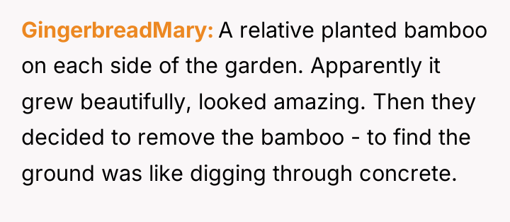 GingerbreadMary A relative planted bamboo on each side of the...
