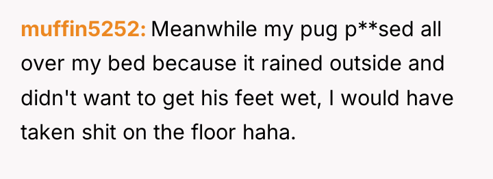 muffin5252 Meanwhile my pug p**sed all over my bed because...