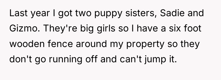 Last year I got two puppy sisters, Sadie and Gizmo....