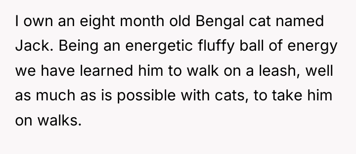 I own an eight month old Bengal cat named Jack....